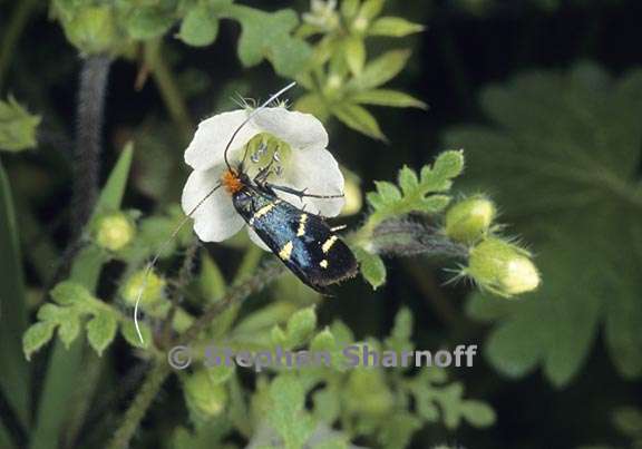 nemophila heterophylla 5 graphic